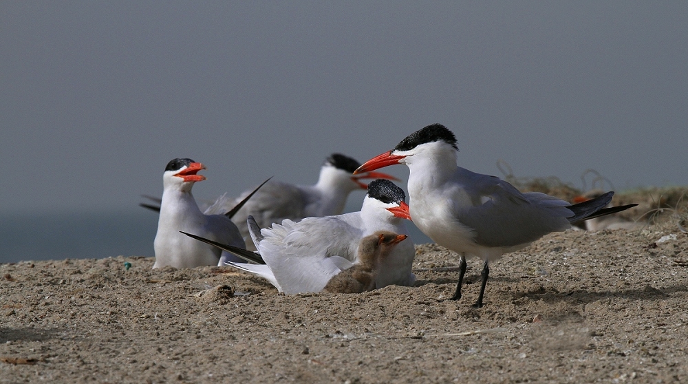 Raubseeschwalben auf Bird Island - Gambia