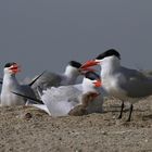 Raubseeschwalben auf Bird Island - Gambia