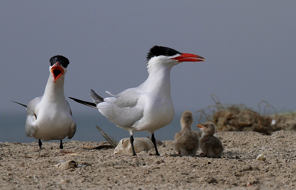 Raubseeschwalben - Bird Island - Gambia