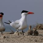 Raubseeschwalben - Bird Island - Gambia