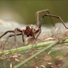 Raubspinne auf Beutezug