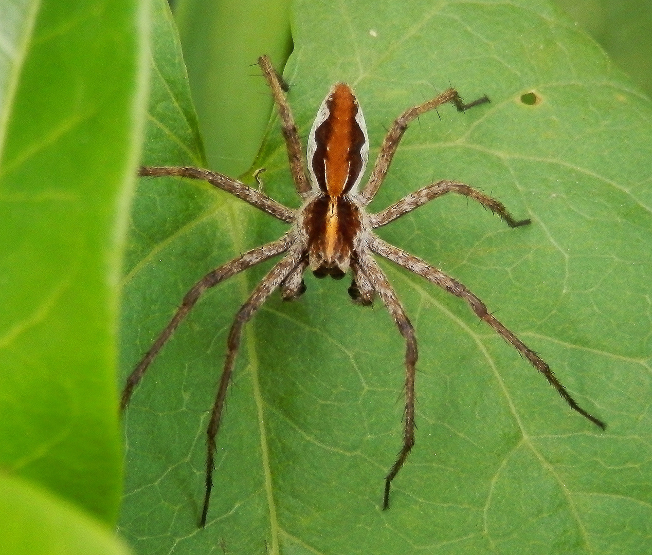 Raubspinne auf der Lauer in unserem Garten