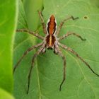 Raubspinne auf der Lauer in unserem Garten