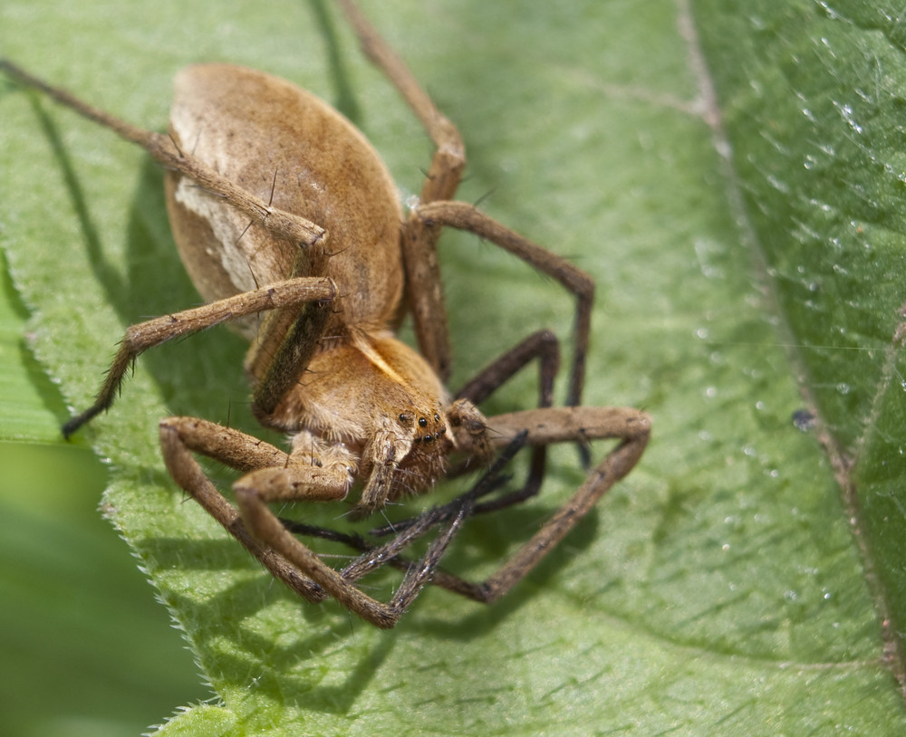 Raubspinne beim Yoga