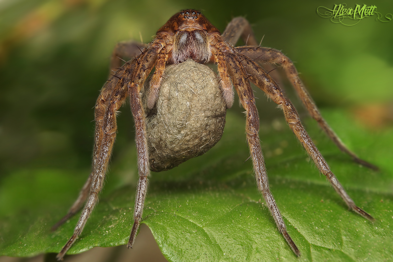 Raubspinne (Dolomedes plantarius) mit Eibeutel