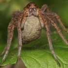 Raubspinne (Dolomedes plantarius) mit Eibeutel