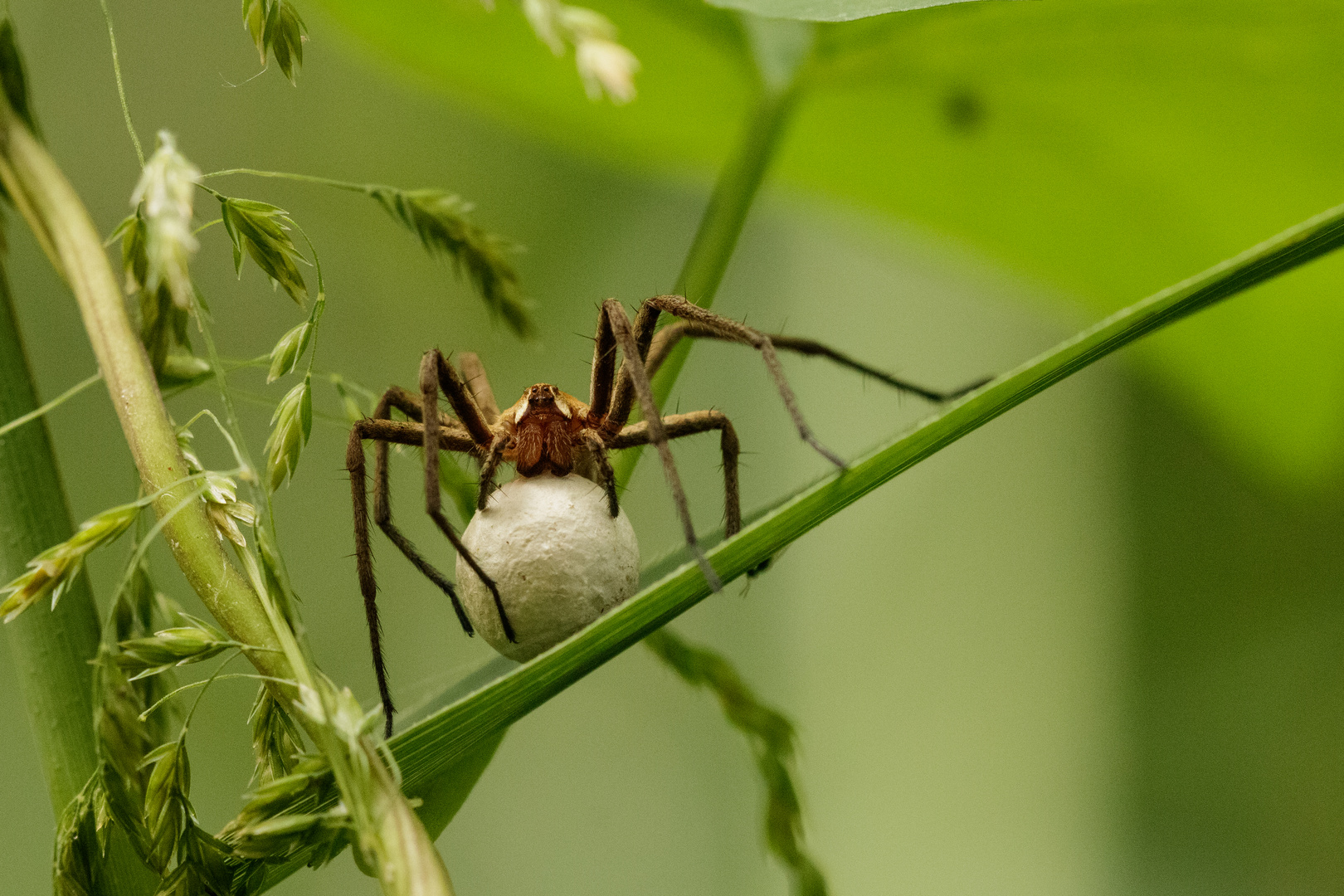 Raubspinne mit Eikokon