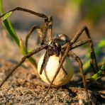 Raubspinne mit Eikokon genießt die untergehende Sonne