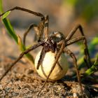 Raubspinne mit Eikokon genießt die untergehende Sonne