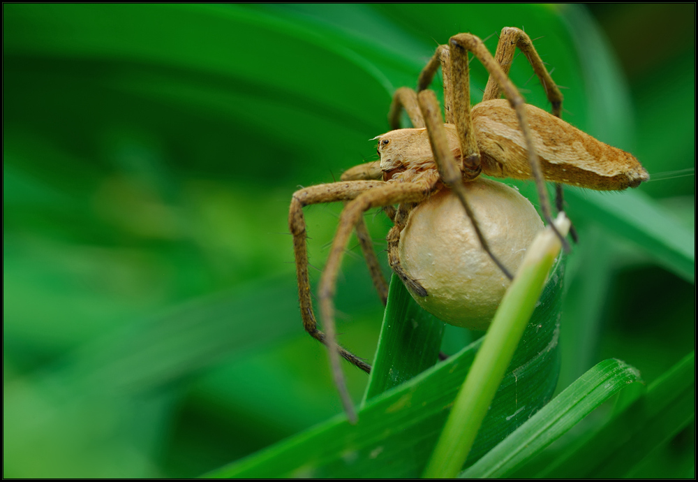 Raubspinne mit Kokon