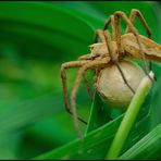 Raubspinne mit Kokon