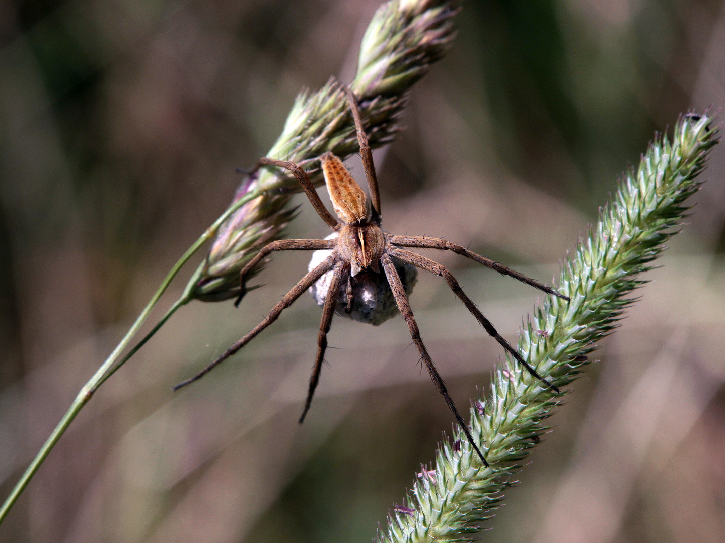  Raubspinne mit Kokon  - Erinnerung an den letzten Sommer 