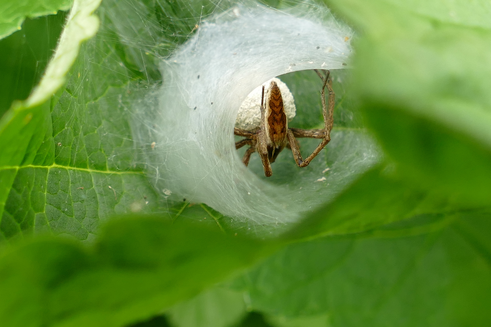 Raubspinne mit Nachwuchs