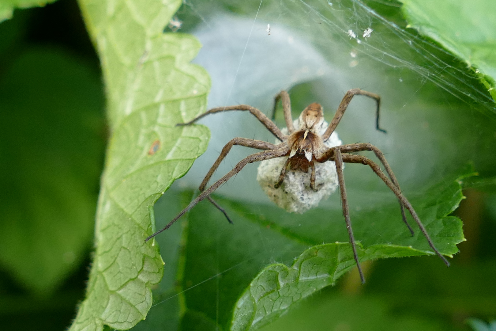 Raubspinne mit Nachwuchs