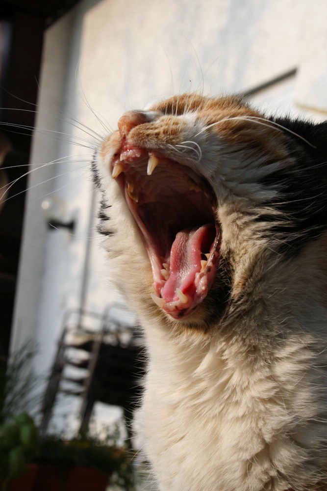 Raubtier Foto & Bild tiere, haustiere, katzen Bilder auf