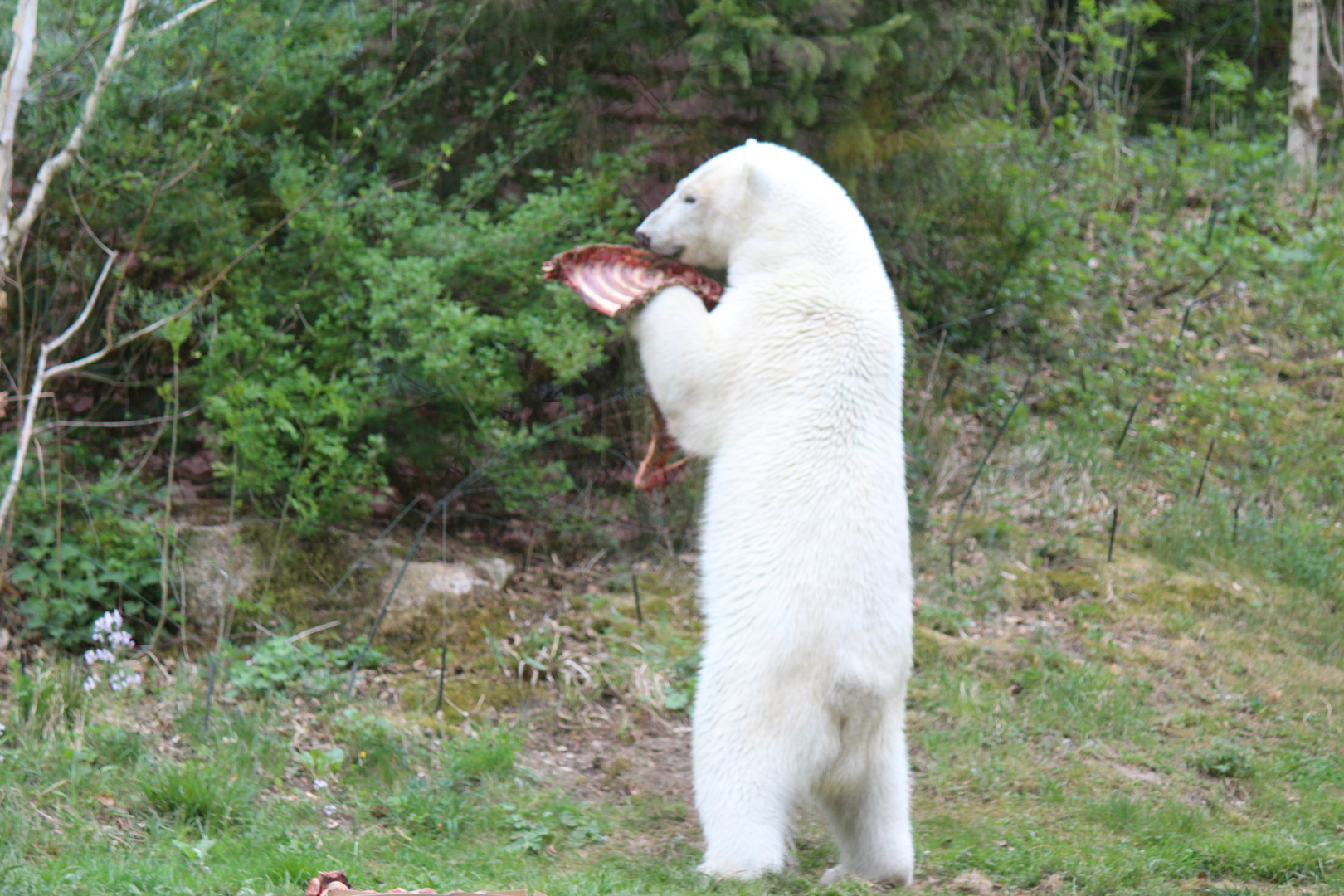 Raubtier Eisbär