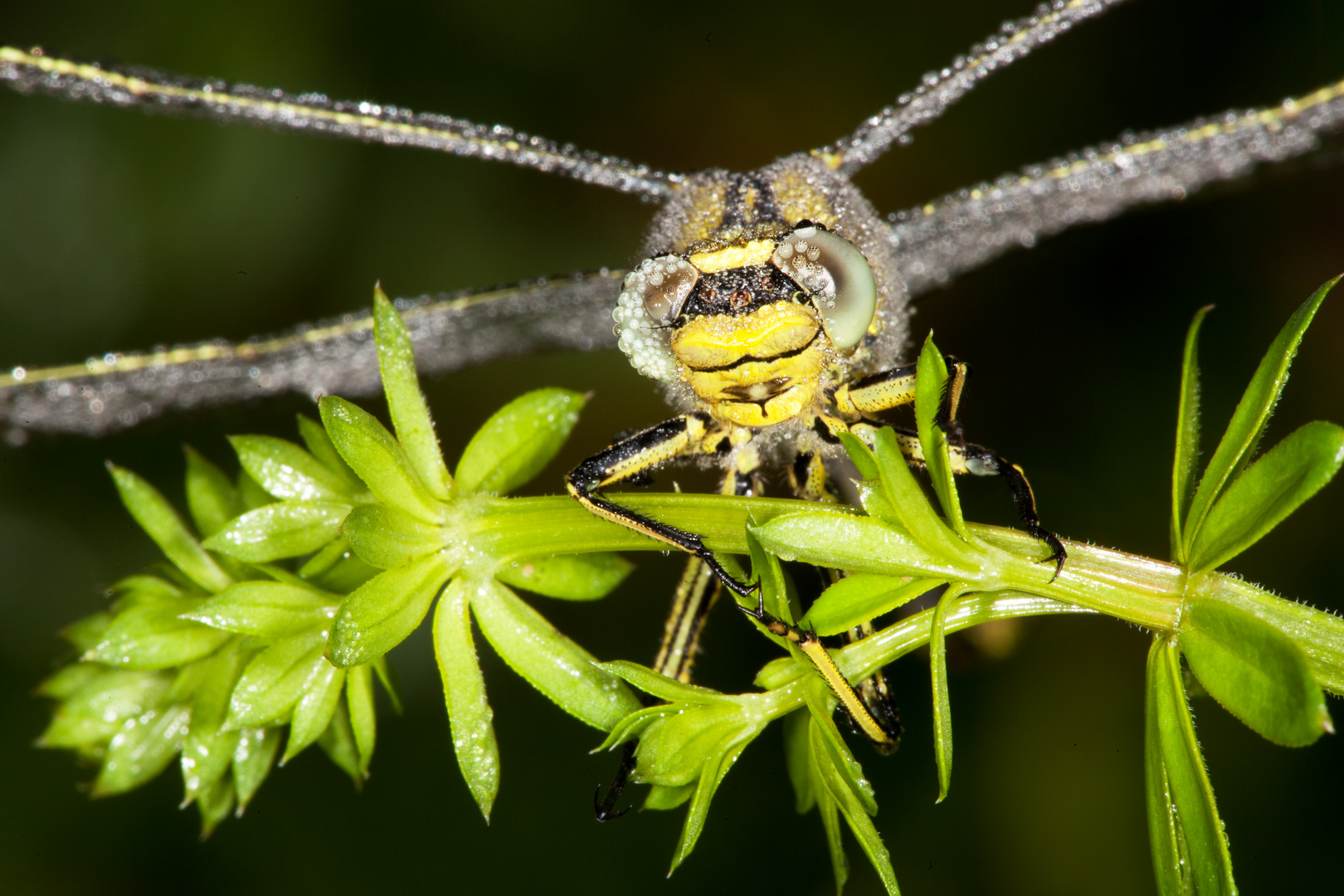 Raubtier Libelle im Morgentau