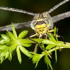 Raubtier Libelle im Morgentau