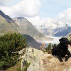 Raubtier vor dem Aletschgletscher