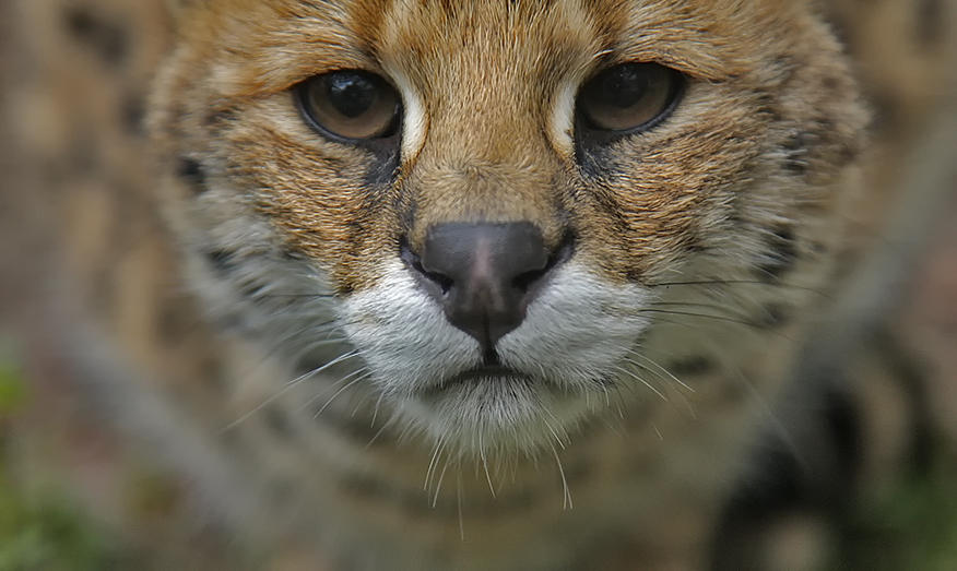 Raubtieraugen /Serval