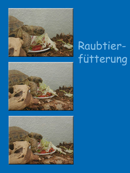 Raubtierfütterung...