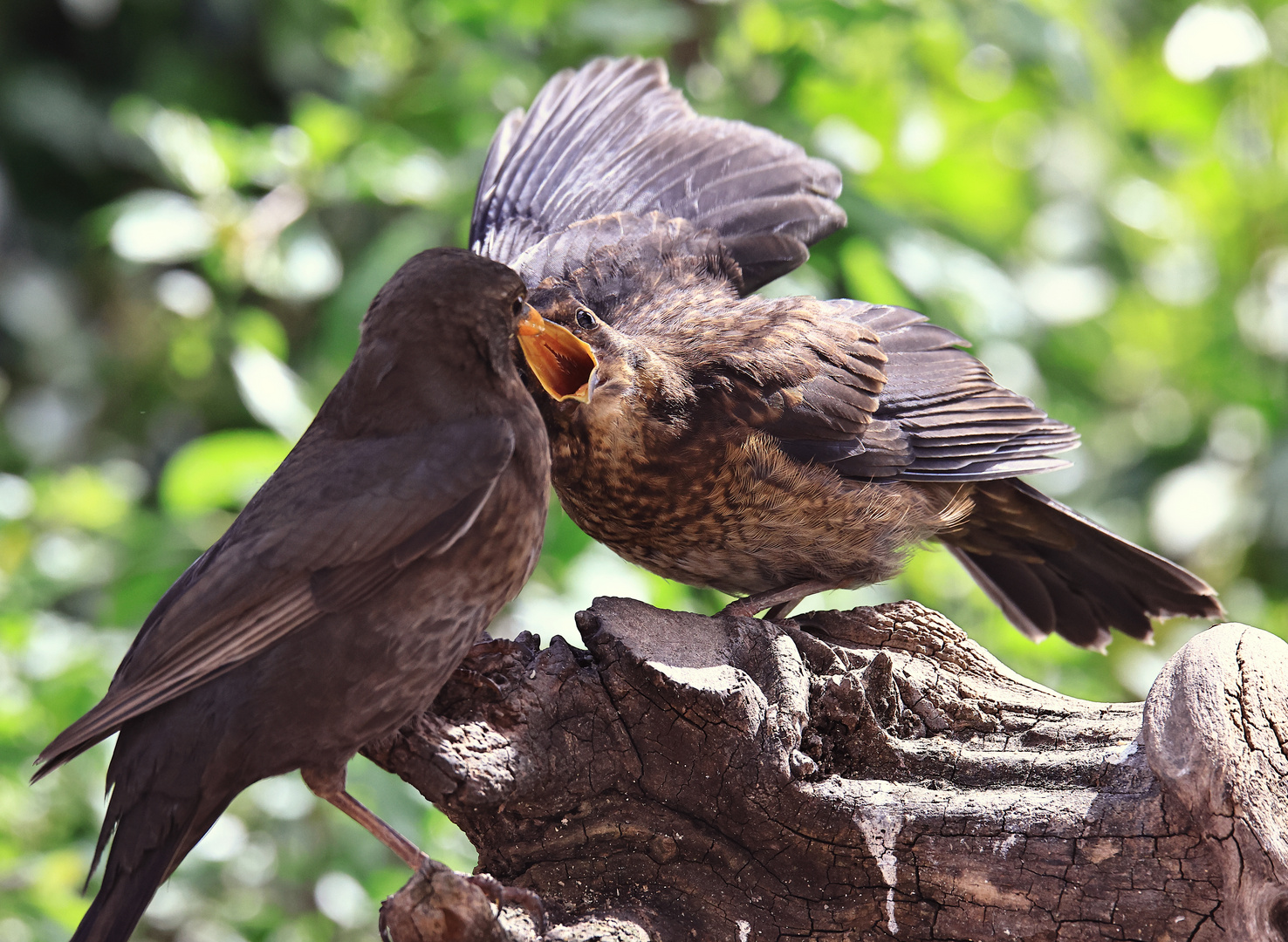 Raubtierfütterung :-)  Amsel (Turdus merula) 