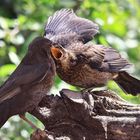 Raubtierfütterung :-)  Amsel (Turdus merula) 