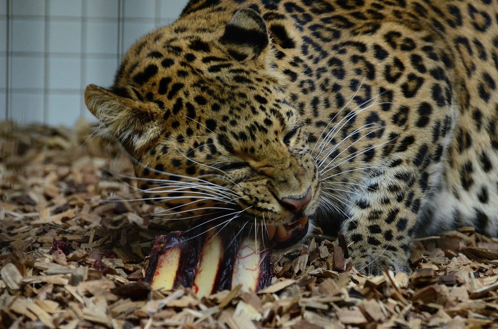 Raubtierfütterung bei den Leoparden