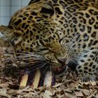 Raubtierfütterung bei den Leoparden