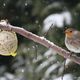 Raubtierftterung im Winter