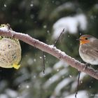 Raubtierfütterung im Winter