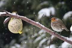 Raubtierfütterung im Winter