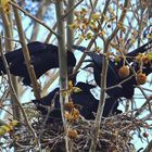 Raubtierfütterung  :-)  Saatkrähen Corvus frugilegus