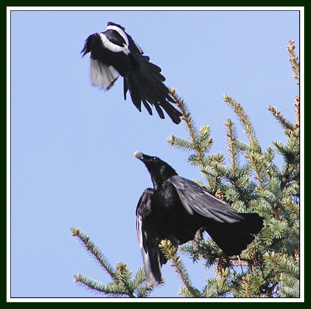 Raubvögel