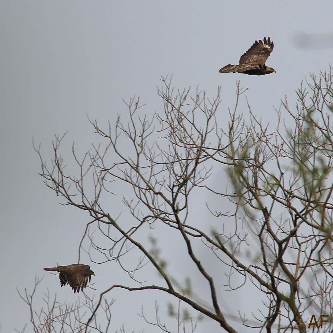 Raubvögel auf Revierflug