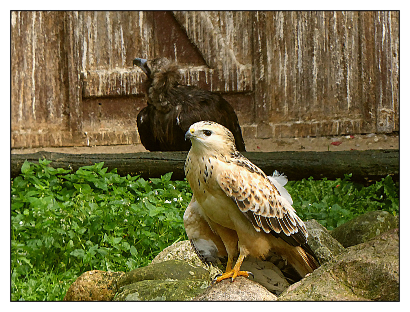 Raubvögel unter sich Foto & Bild natur, herbst, landschaft Bilder auf