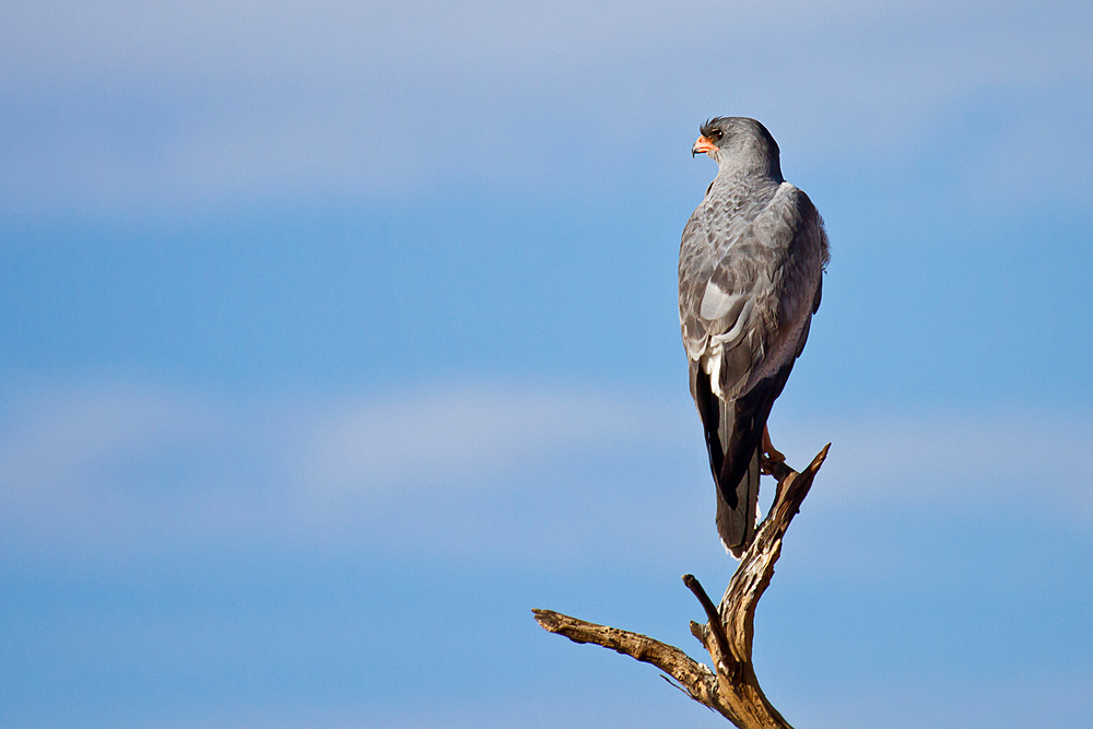 Raubvogel