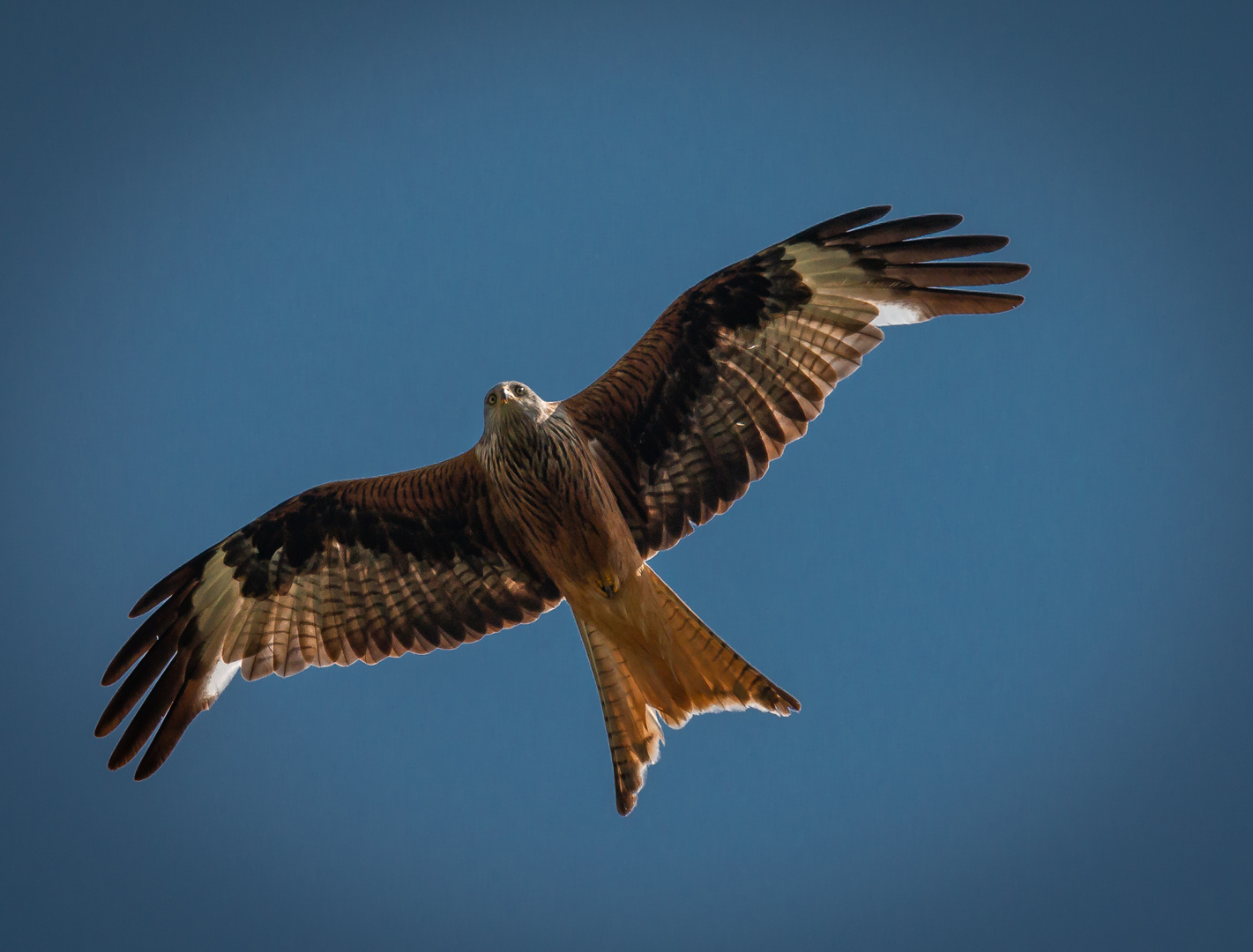 Raubvogel (1 von 1) Foto & Bild natur, vögel, raubvogel Bilder auf
