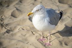 Raubvogel