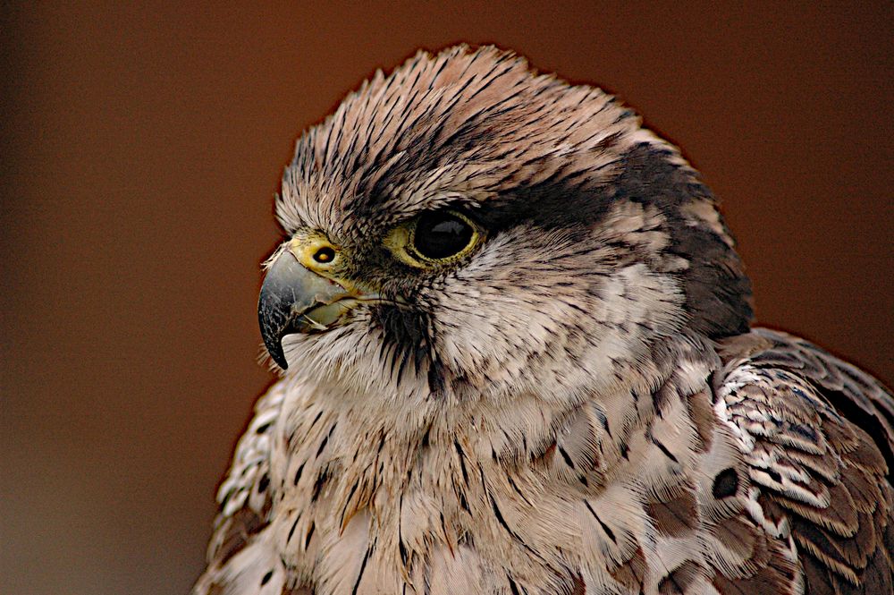 Raubvogel Foto & Bild tiere, zoo, wildpark & falknerei, vögel Bilder