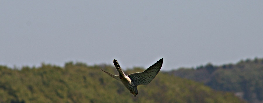 Raubvogel auf Beutezug