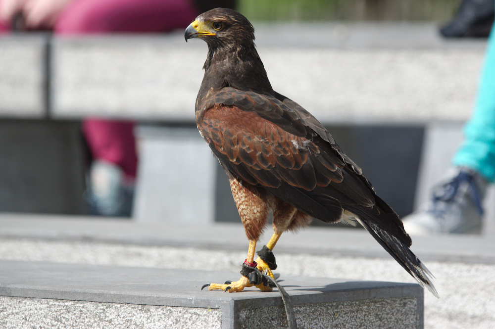 Raubvogel auf der Bank