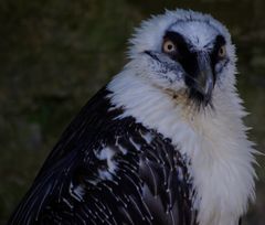 Raubvogel auf der Burg Gutenberg