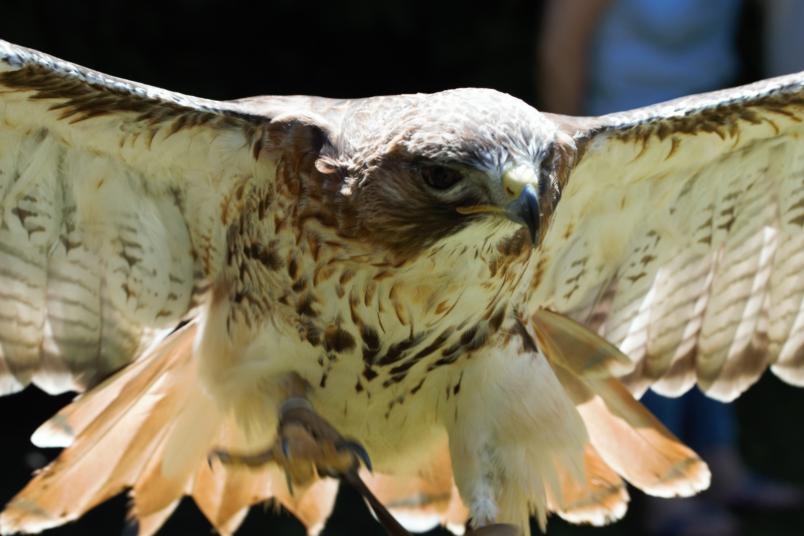 Raubvogel beim Abflug