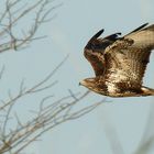 Raubvogel DSC00624