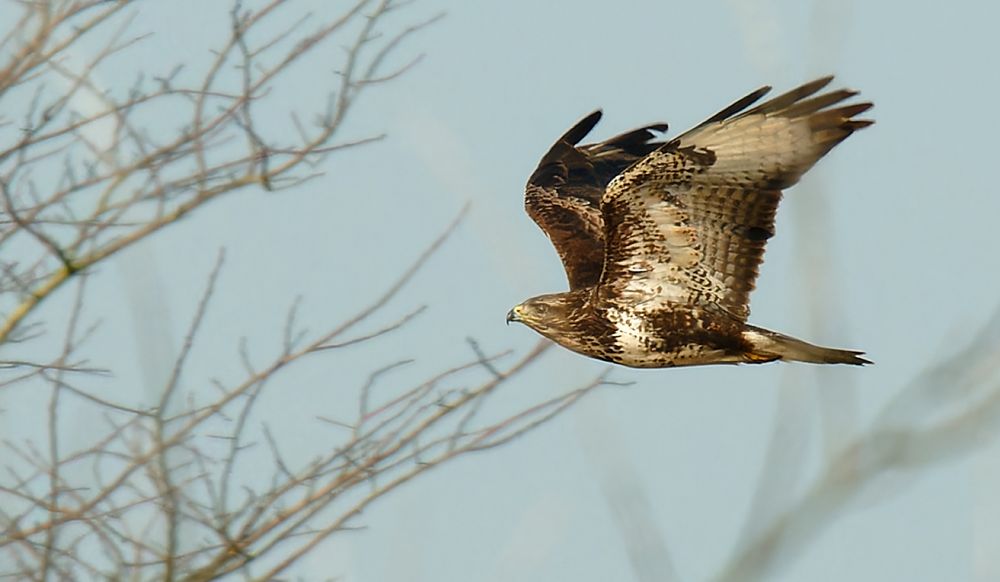 Raubvogel DSC00624