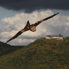 Raubvogel im Anflug