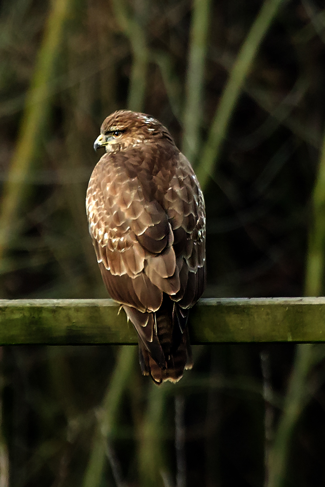 Raubvogel im Ansitz