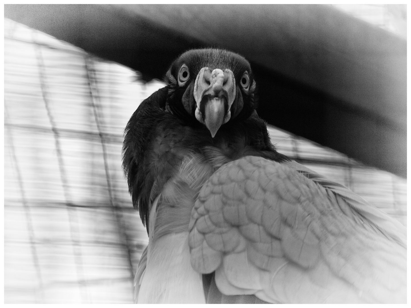 Raubvogel im Zoo