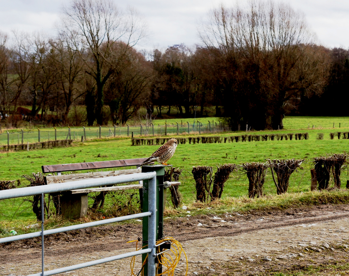 Raubvogel in Siedlungsnähe aufgenommen Januar 17